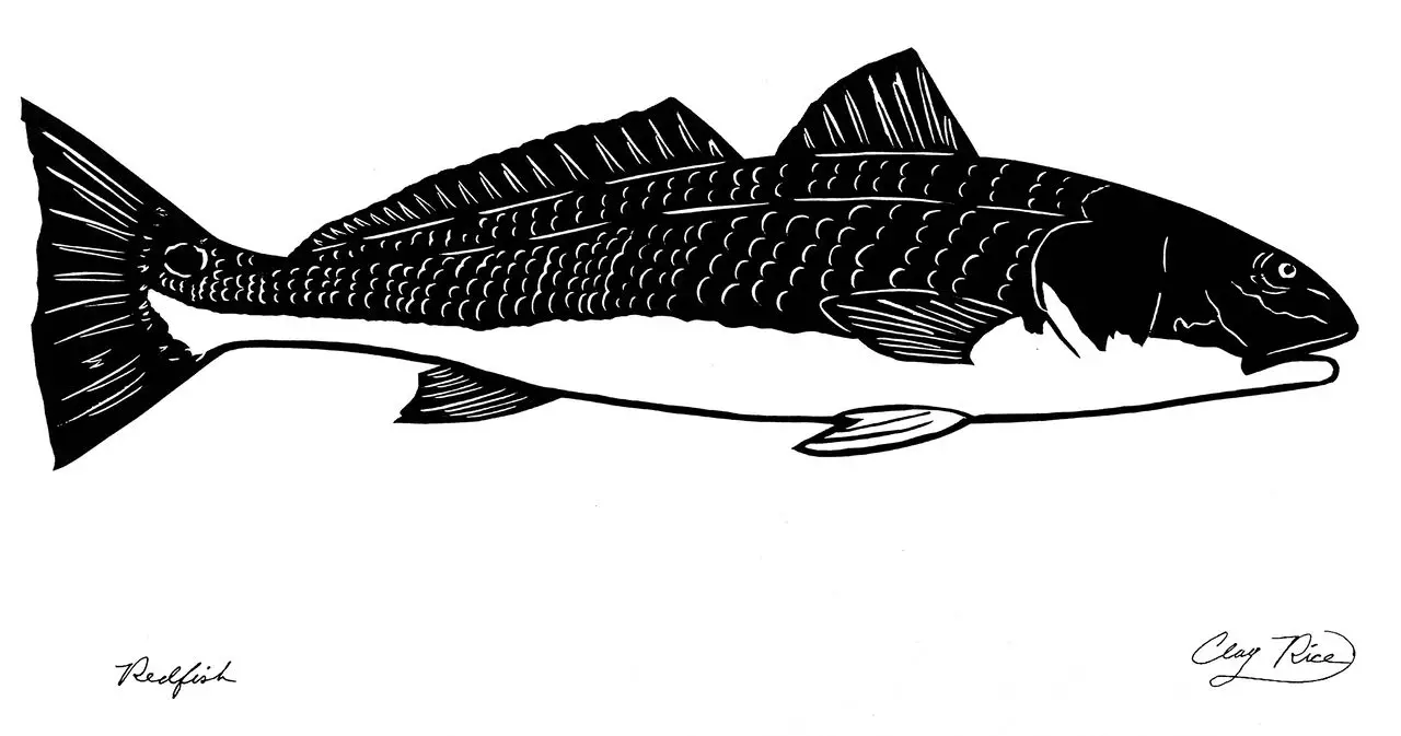 Artwork of a redfish in Charleston, SC by Clay Rice